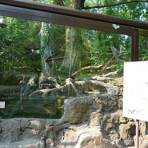 Fishing Cat Exhibit