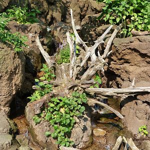 Between the Two Fishing Cat Exhibits