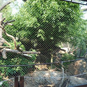 Clouded Leopard Exhibit