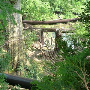 Back of Fishing Cat Exhibit