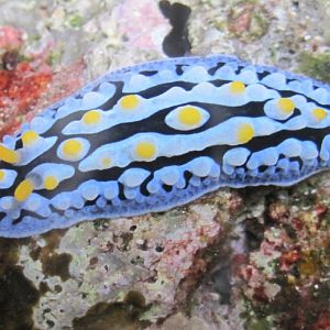 Nudibranch