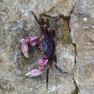 Pink Crab