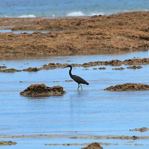Pacific Reef Heron - dark phase