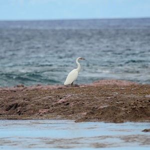 Pacific Reef Heron - light phase