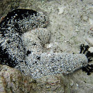 Sea Cucumber
