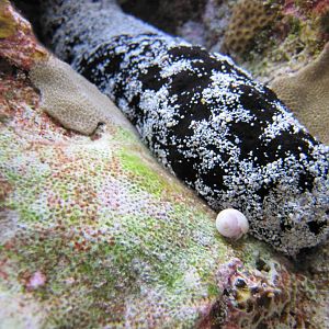 Sea Cucumber