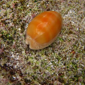 Cowrie