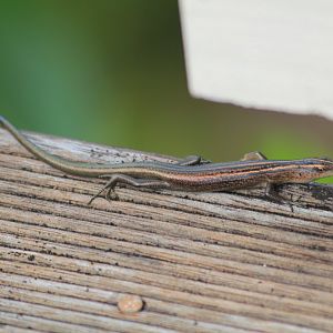 Skink