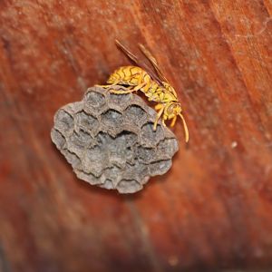 Wasp and nest