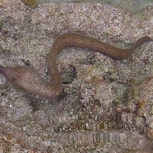 White-eyed Moray