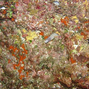 White-eyed Moray juvenile