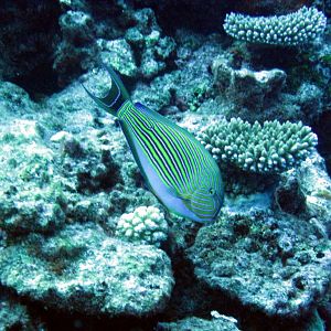 Striped Surgeonfish