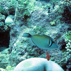 Scythe Triggerfish