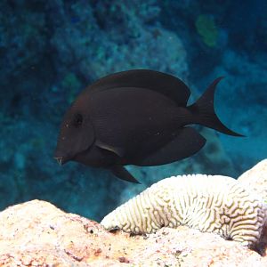 Brown Surgeonfish