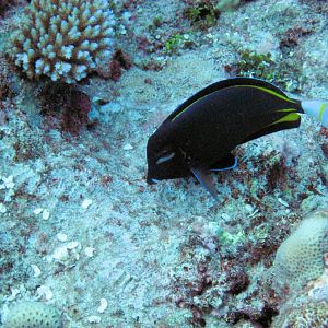 White-cheek Surgeonfish
