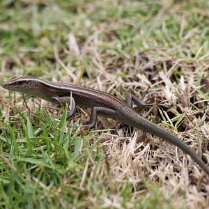 Emoia impar (probably)