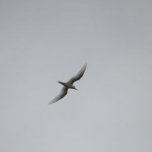 White Tern