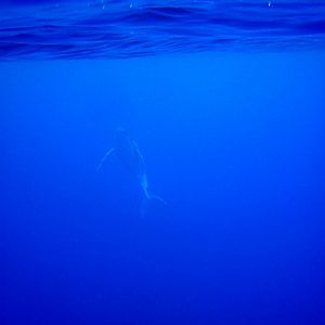 Humpback Whale calf