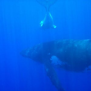 Humpback Whale female and calf