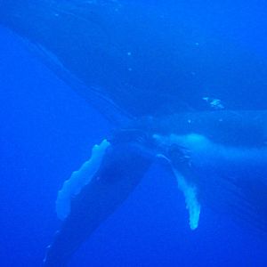 Humpback Whale female and calf