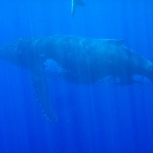 Humpback Whale female