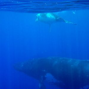 Humpback Whale female and calf
