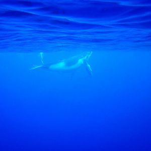 Humpback Whale calf