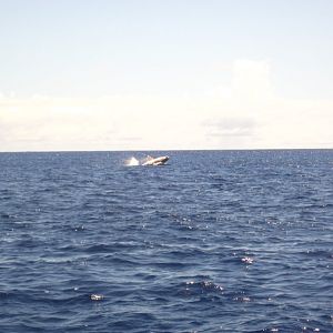 Humpback calf breaching