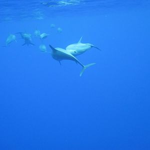 Spinner Dolphins