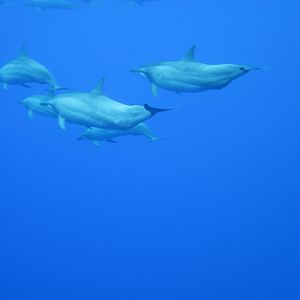 Spinner Dolphins