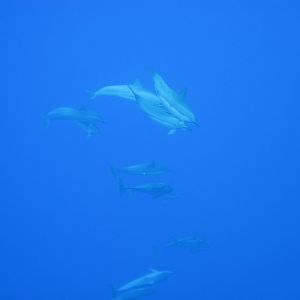 Spinner Dolphins