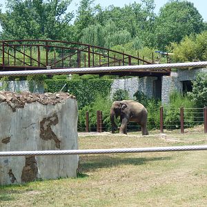 Elephant Exhibit