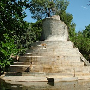 Spanish Ibex Island at Madrid Zoo Aquarium, 26/05/11