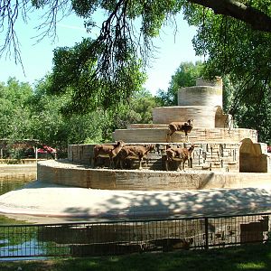 Mouflon Island at Madrid Zoo Aquarium, 26/05/11