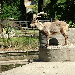 Spanish Ibex and European Moose at Madrid Zoo Aquarium, 26/05/11