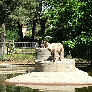 Smaller Ibex Island at Madrid Zoo Aquarium, 26/05/11