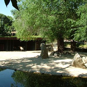 Reindeer Exhibit at Madrid Zoo Aquarium, 26/05/11