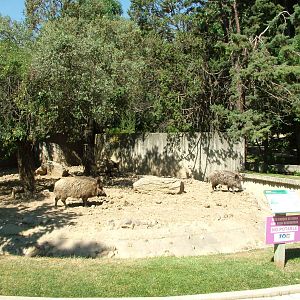 Wild Boar Exhibit at Madrid Zoo Aquarium, 26/05/11
