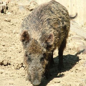 Wild Boar at Madrid Zoo Aquarium, 26/05/11