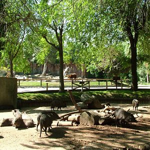 Collared Peccary Exhibit at Madrid Zoo Aquarium, 26/05/11