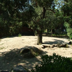 Wolf Exhibit at Madrid Zoo Aquarium, 26/05/11