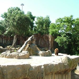 European Brown Bear Exhibit at Madrid Zoo Aquarium, 26/05/11