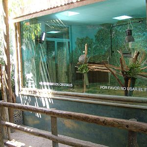 Koala Indoor Exhibit at Madrid Zoo Aquarium, 26/05/11