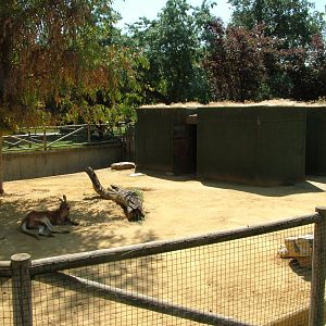 Red Kangaroo Exhibit at Madrid Zoo Aquarium, 26/05/11