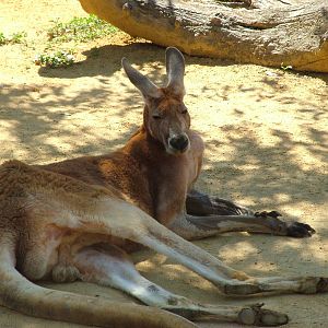 Red Kangaroo at Madrid Zoo Aquarium, 26/05/11