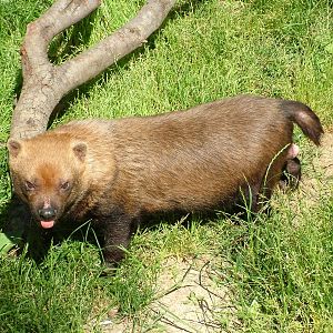 Bush Dog at Madrid Zoo Aquarium, 26/05/11