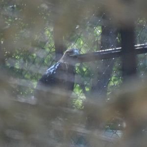 Spanish Imperial Eagle at Madrid Zoo Aquarium, 26/05/11