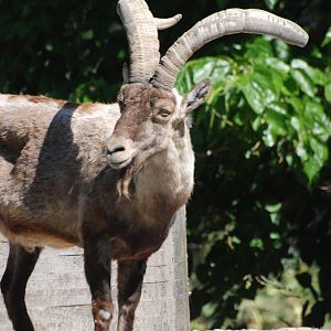 Spanish Ibex at Madrid Zoo Aquarium, 26/05/11