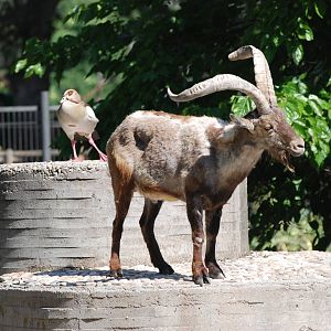 Spanish Ibex and Egyptian Goose at Madrid Zoo Aquarium, 26/05/11