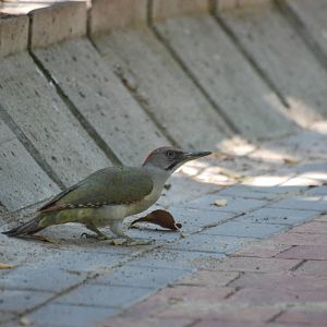Wild Green Woodpecker at Madrid Zoo Aquarium, 26/05/11